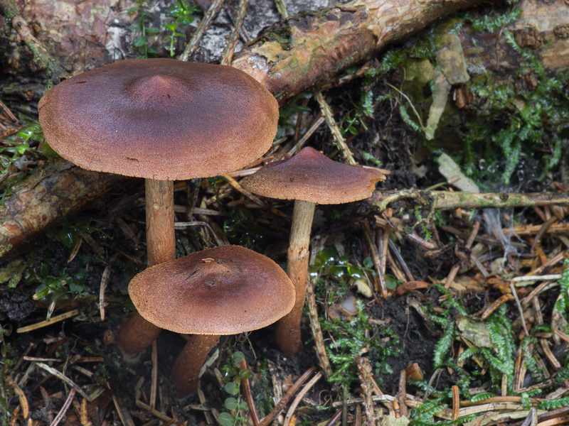 Cortinarius sommerfeltii